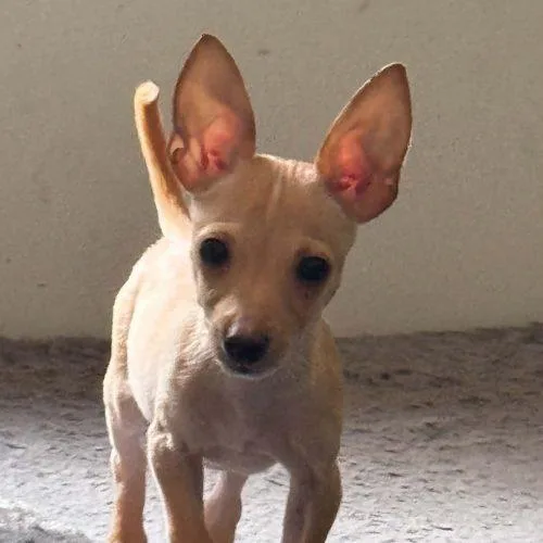 Chico thumbnail 2