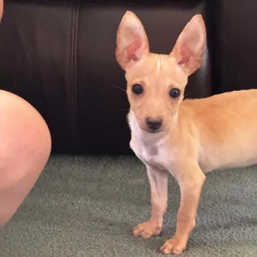 Chico thumbnail 3