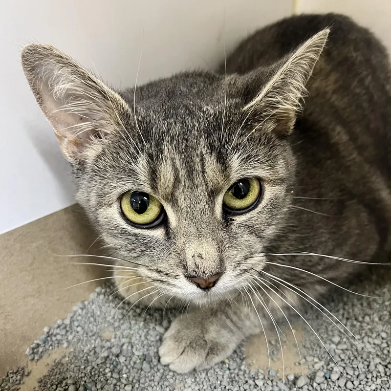 A young medium-sized female Tabby (Gray / Blue / Silver) Domestic Short Hair cat named Candy for adoption in Phoenixville, PA