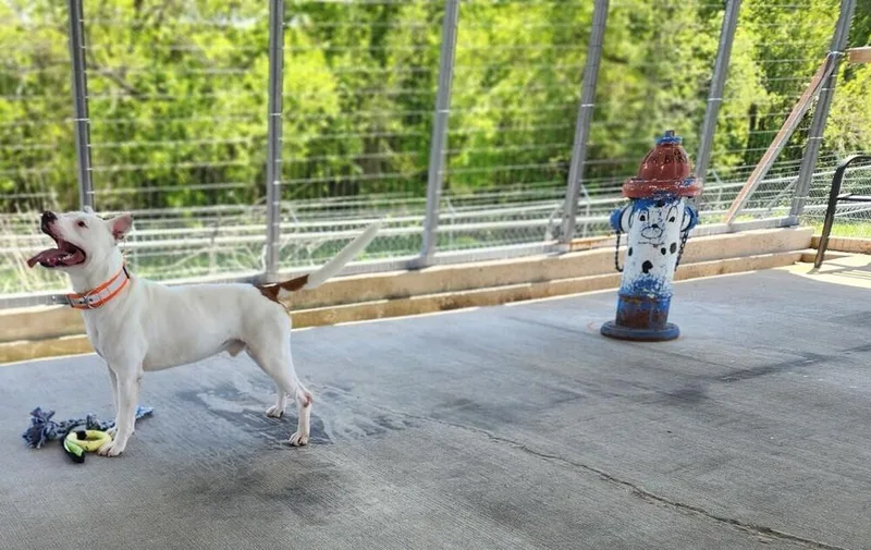 A young medium-sized male Tricolor (Brown, Black, & White) Pit Bull Terrier dog named Chrome for adoption in Bolivar, MO