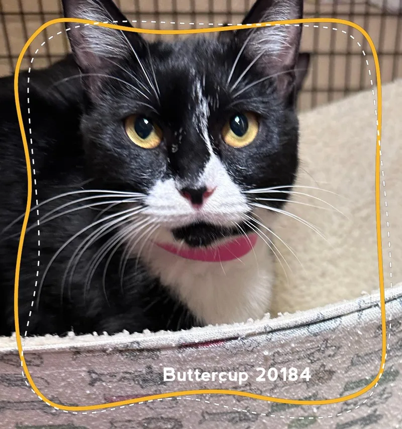 A young medium-sized female Black & White / Tuxedo Domestic Short Hair cat named Buttercup for adoption in Marietta, GA