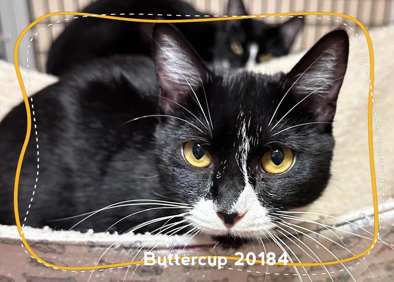 Buttercup thumbnail 2