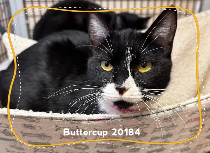 Buttercup thumbnail 3