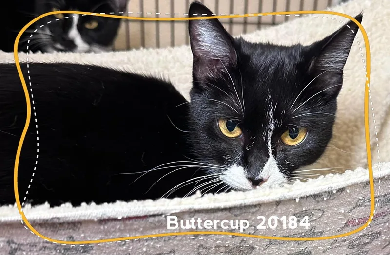 Buttercup thumbnail 4