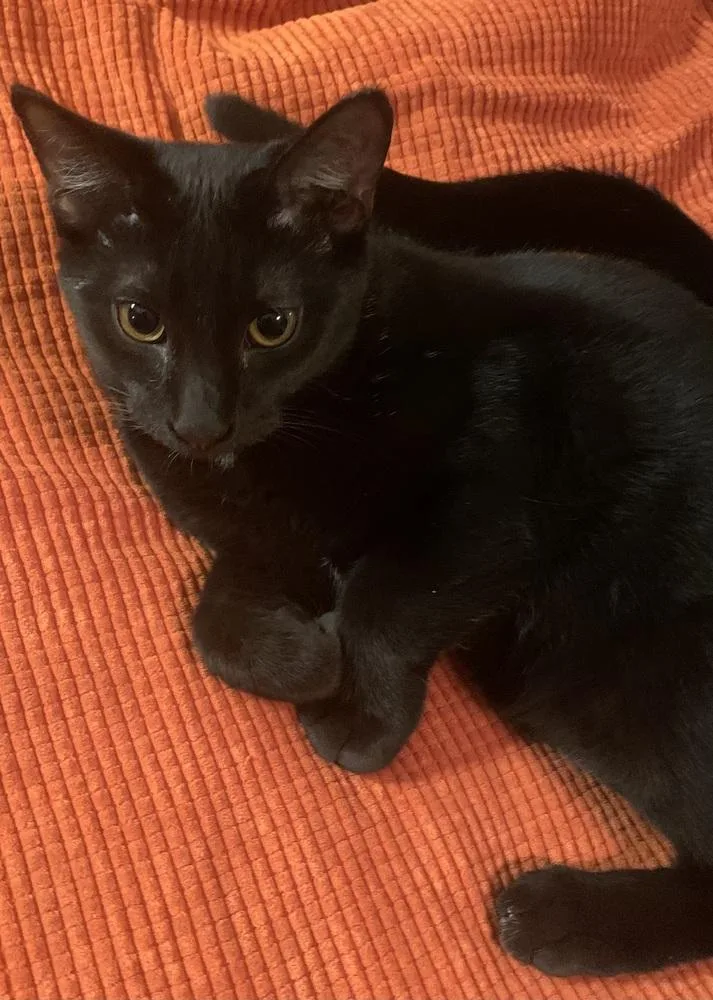 A young large-sized male Domestic Short Hair cat named Charlie for adoption in Dawson, GA
