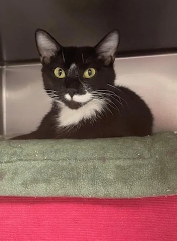 An adult medium-sized female Domestic Short Hair cat named Anabelle for adoption in Vancouver, WA