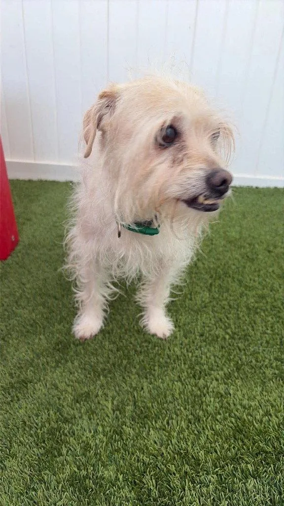 An adult medium-sized male Terrier dog named Zippy for adoption in Saint George, UT