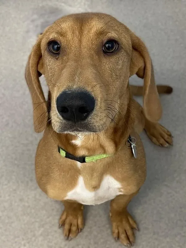 A young medium-sized male Redbone Coonhound dog named Beans for adoption in Roanoke, VA