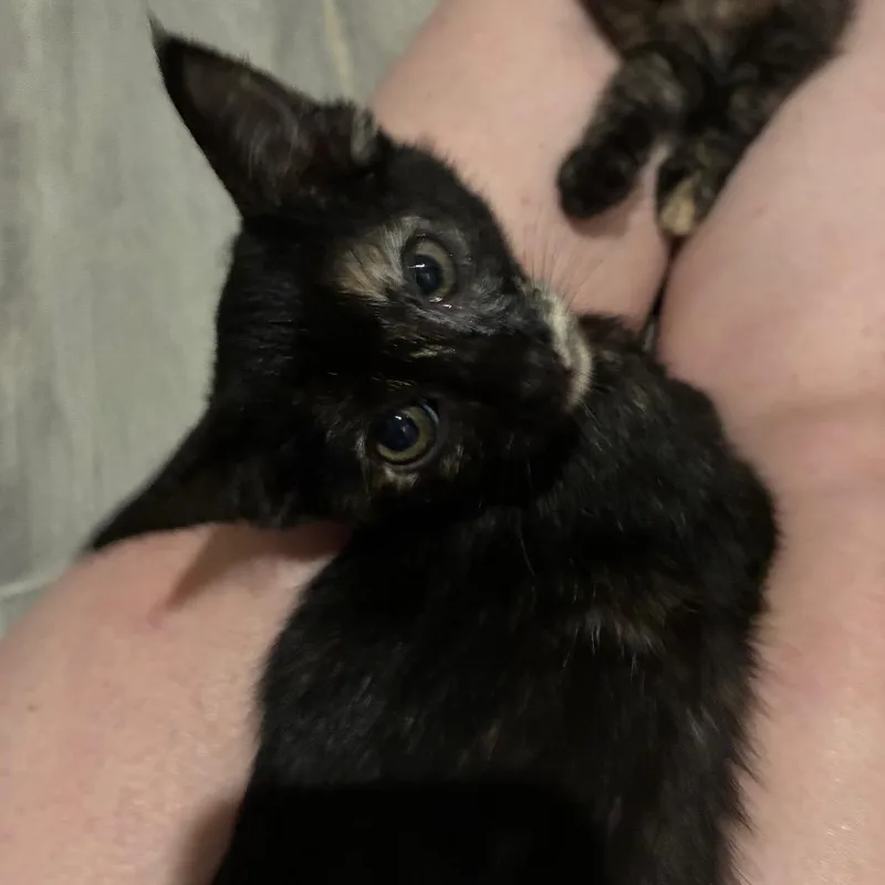 A baby small-sized female Black Domestic Short Hair cat named Shimmer for adoption in Bulverde, TX
