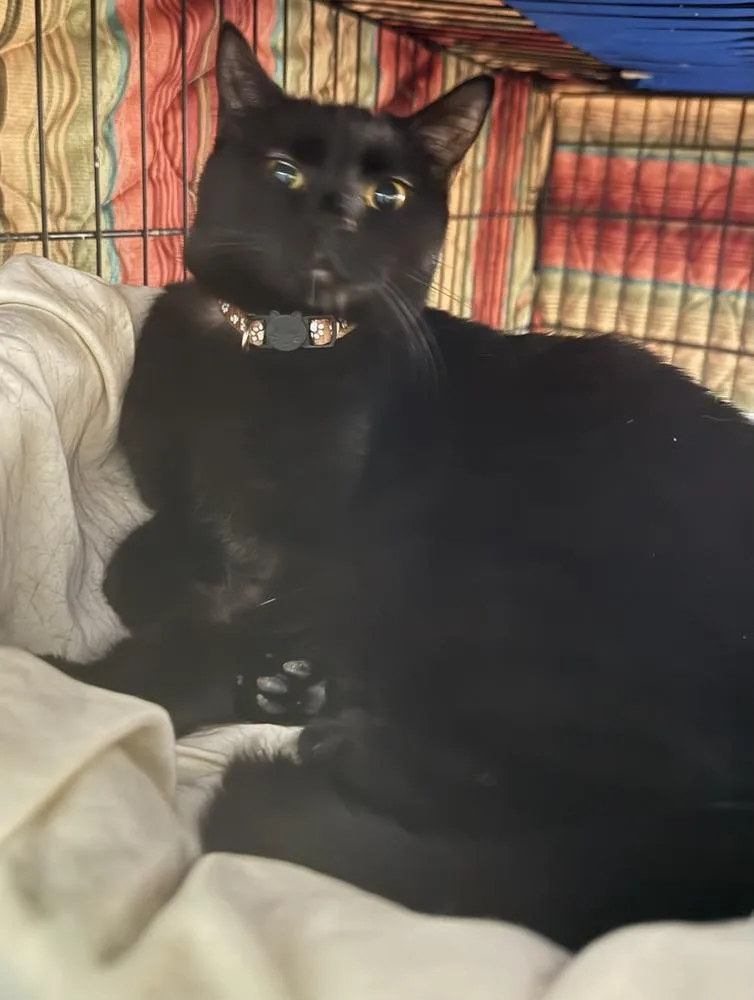 A baby small-sized female Black Domestic Short Hair cat named Starla for adoption in New Cumberland, WV