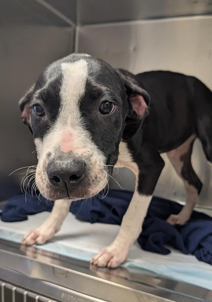 A baby medium-sized male Mixed Breed dog named Ozan for adoption in Ellijay, GA