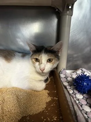 An adult small-sized female Domestic Short Hair cat named Ezzie for adoption in Madison, NJ