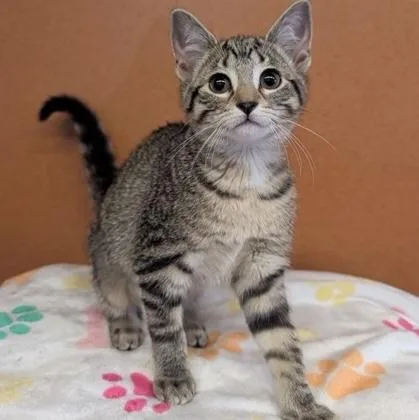 A baby small-sized male Tabby (Brown / Chocolate) Domestic Short Hair cat named Valentino for adoption in Rochester, MN