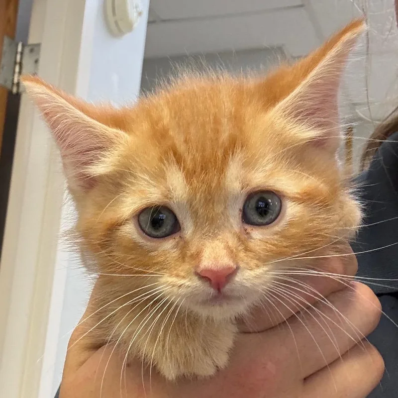 A baby small-sized female Domestic Medium Hair cat named Venture for adoption in Jacksonville, AR
