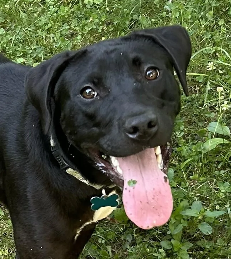 A young large-sized female Black Labrador Retriever dog named Rosie Bud for adoption in Andover, MA