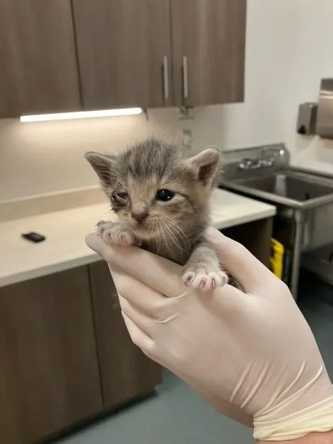 A baby small-sized male Domestic Short Hair cat named Scurvy for adoption in Baytown, TX