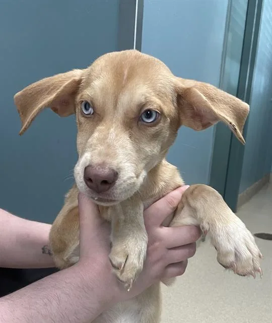 A baby medium-sized female Mixed Breed dog named Viv for adoption in Holbrook, NY