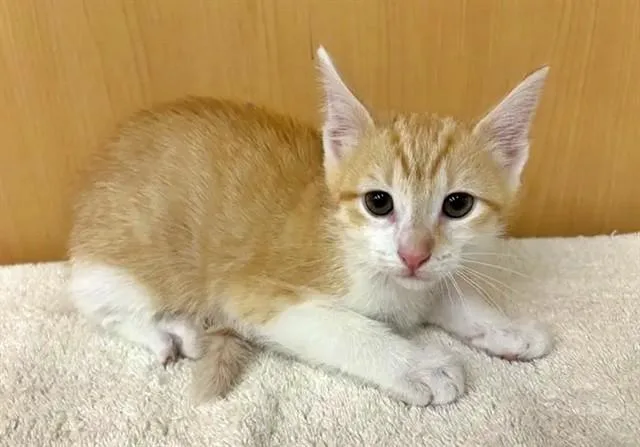 A baby small-sized female Domestic Short Hair cat named Catira for adoption in Saint Louis, MO