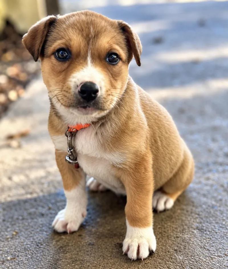 A baby medium-sized female Pit Bull Terrier dog named Smore for adoption in Tigard, OR