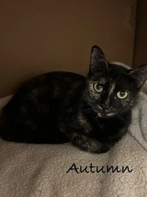An adult medium-sized female Tortoiseshell Domestic Short Hair cat named Autumn for adoption in Groveland, MA