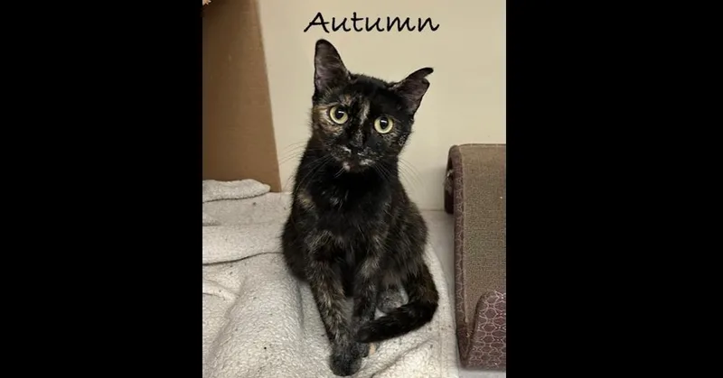 Autumn thumbnail 2