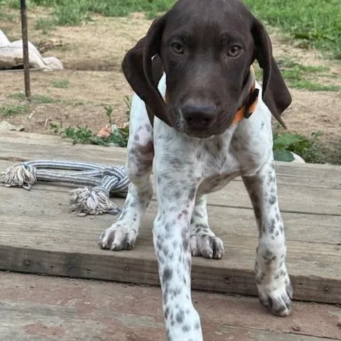 A baby medium-sized male White / Cream German Shorthaired Pointer dog named Fred for adoption in Normal, IL