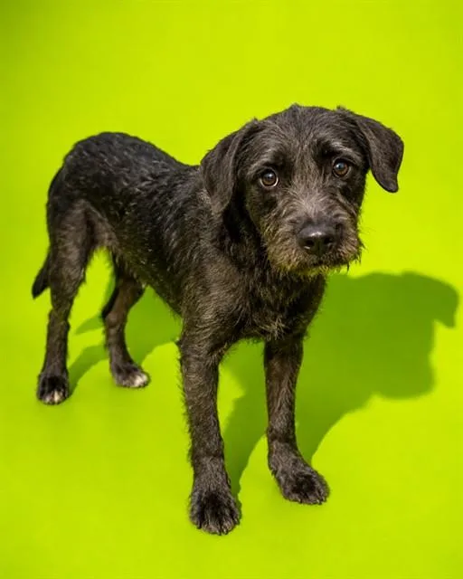 A young large-sized female Mixed Breed dog named Debbie for adoption in Jacksonville, FL