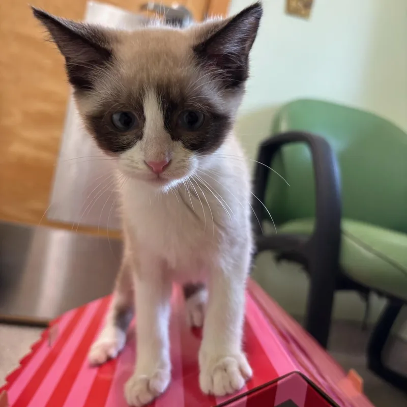 A baby medium-sized female Siamese cat named Bandit for adoption in Kent, WA