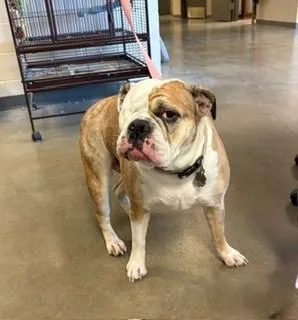 An adult large-sized female French Bulldog dog named Buffy for adoption in Mason City, IA