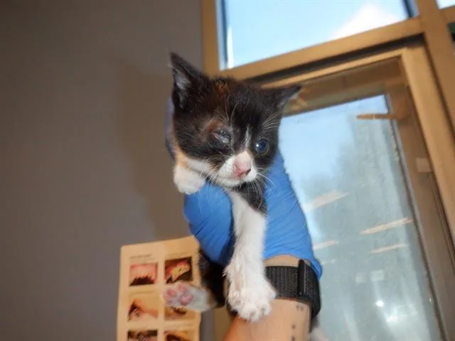 A baby small-sized female Domestic Short Hair cat named Cammie for adoption in San Jose, CA
