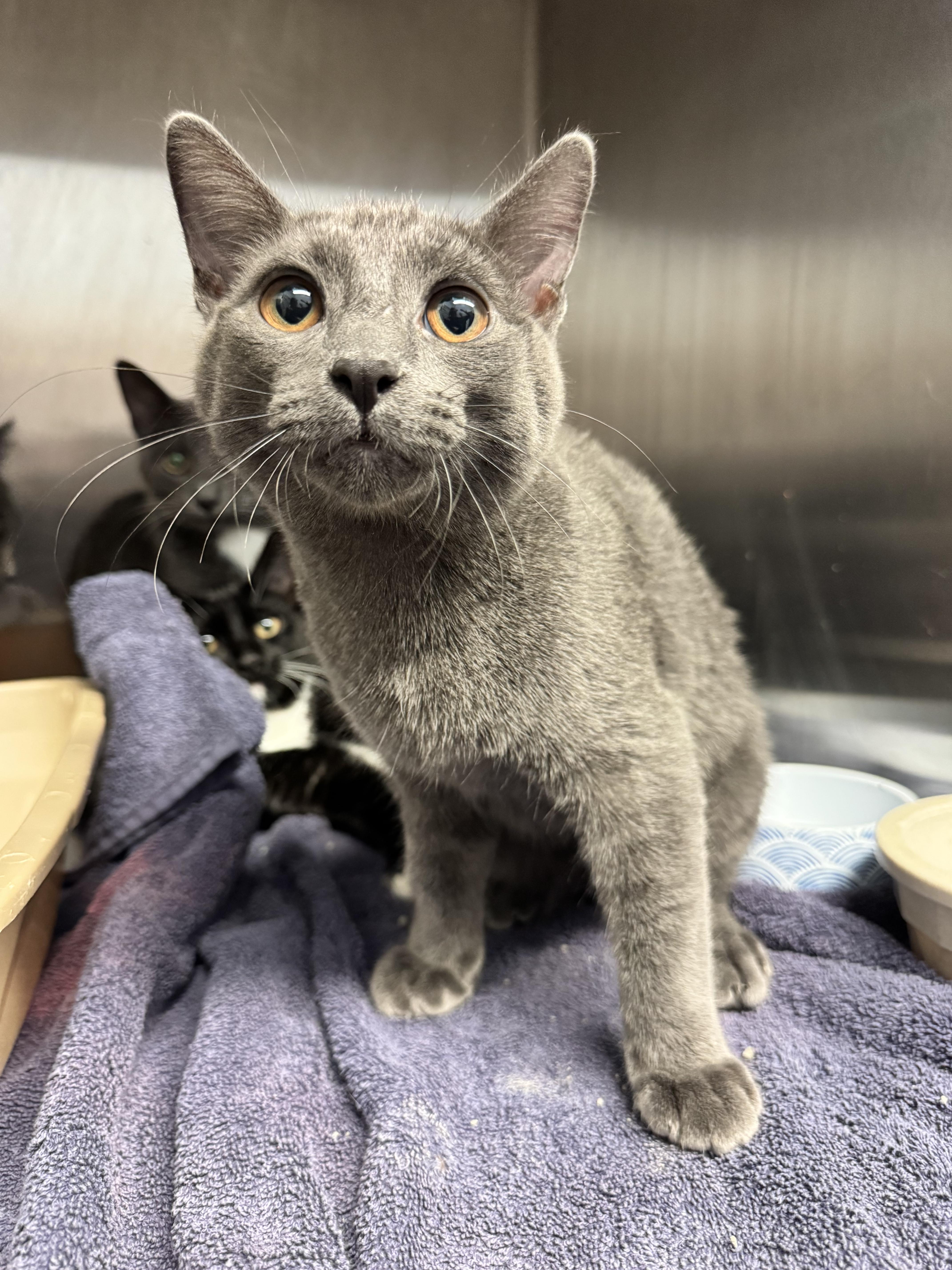 A baby medium-sized male Domestic Short Hair cat named Sprig for adoption in Grand Rapids, MI