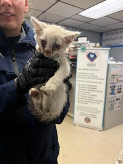A baby small-sized male Domestic Short Hair cat named Blue Collar for adoption in Stockton, CA