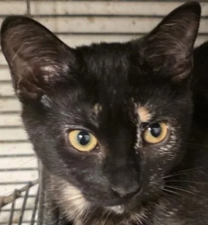A baby small-sized female Domestic Short Hair cat named Amanda for adoption in Verona, WI