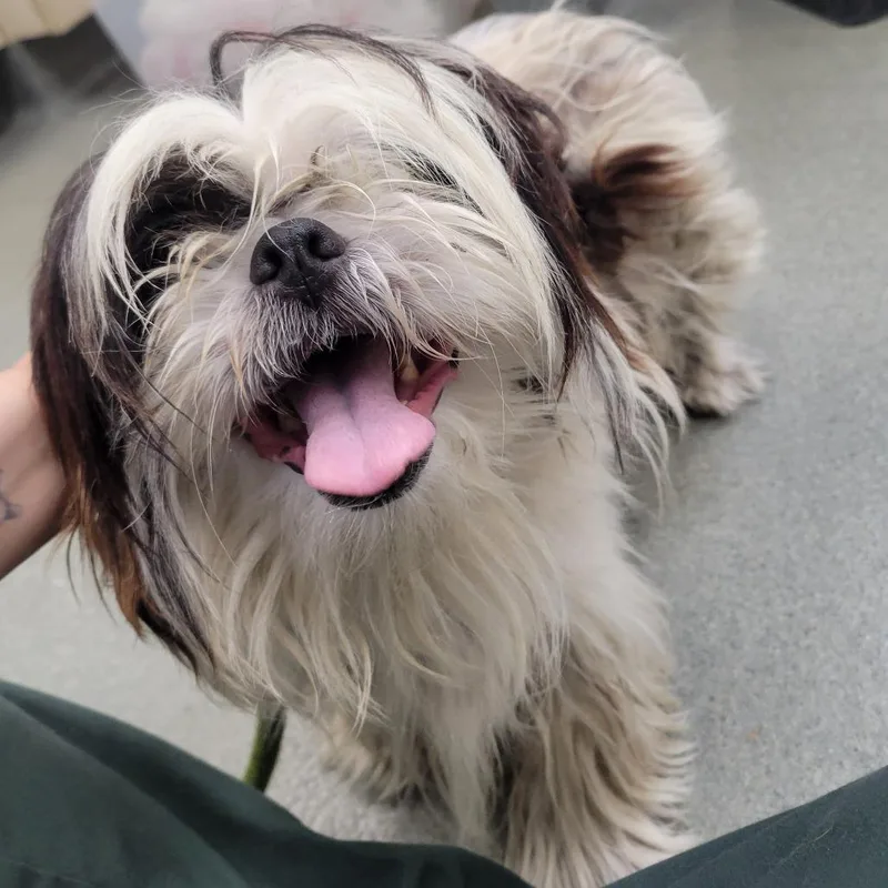 An adult small-sized male Black Shih Tzu dog named Pablo for adoption in Westminster, CA