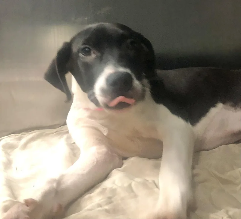 A baby medium-sized female Black Mixed Breed dog named Mae for adoption in Parma, OH