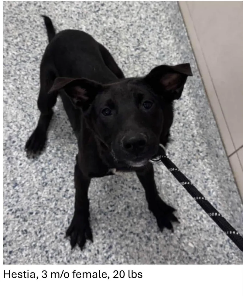 A baby medium-sized female Black Labrador Retriever dog named Hestia for adoption in Oswego, IL