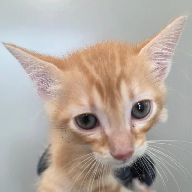 A young small-sized male Orange / Red Domestic Short Hair cat named Bam Bam for adoption in Sand Springs, OK