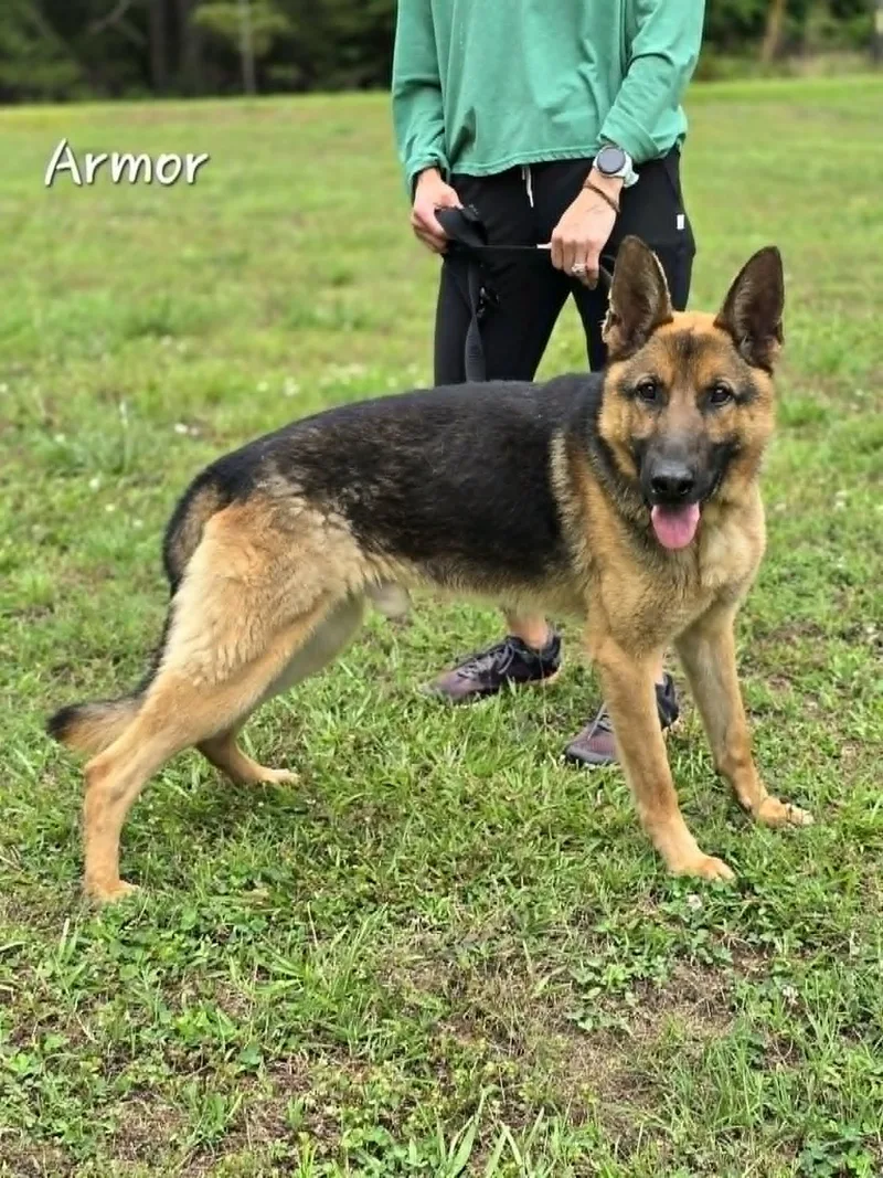 An adult large-sized male Black German Shepherd Dog dog named Armor for adoption in Bishop, GA