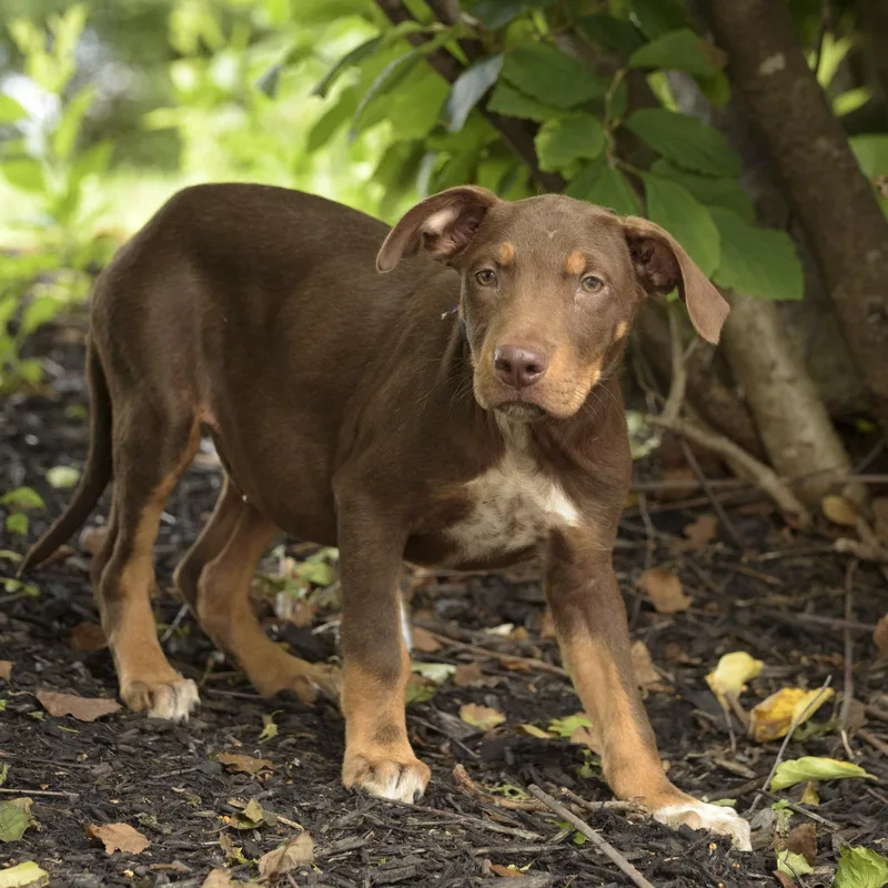A baby medium-sized male Brown / Chocolate Hound dog named Brodie for adoption in Lambertville, NJ