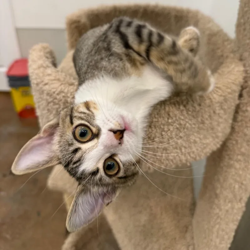 Curious Georgie