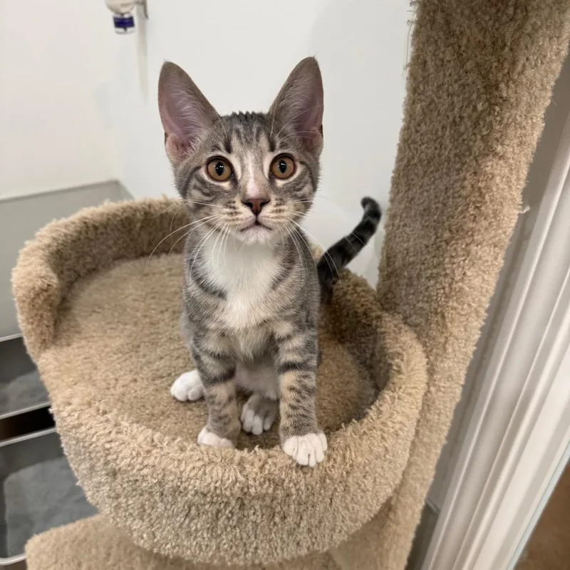 Curious Georgie thumbnail 2