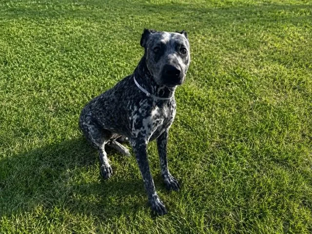 An adult large-sized female Australian Cattle Dog / Blue Heeler dog named Dixie for adoption in Lancaster, CA