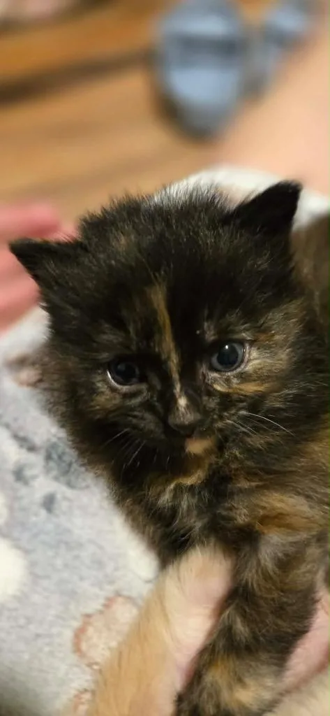 A baby small-sized female Domestic Short Hair cat named Sonnet for adoption in Newnan, GA
