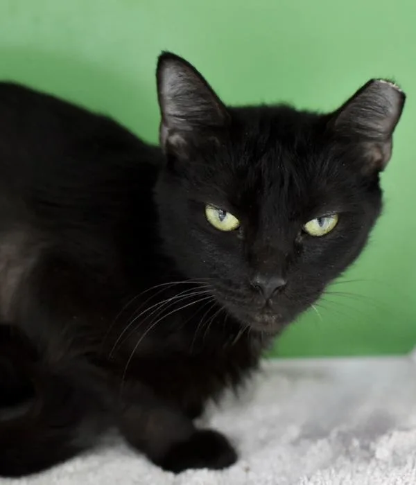 An adult medium-sized female Black Domestic Short Hair cat named Eowyn for adoption in Marietta, GA
