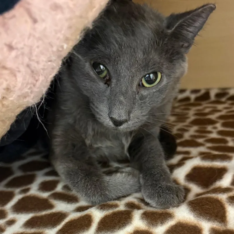 A young medium-sized female Gray / Blue / Silver Domestic Short Hair cat named Chime for adoption in Brookfield, WI