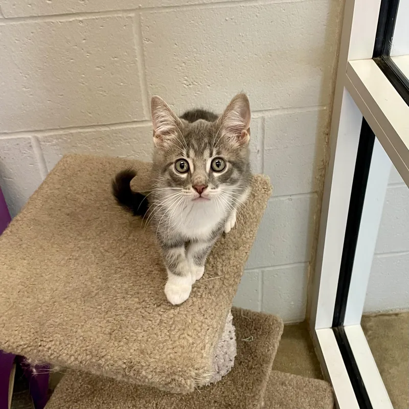 A baby small-sized male Tabby (Gray / Blue / Silver) Domestic Short Hair cat named Logan for adoption in Columbus, IN