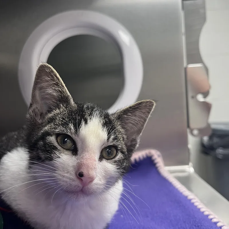 A young medium-sized male Tabby (Gray / Blue / Silver) Domestic Short Hair cat named Hammy for adoption in Liberty, MO