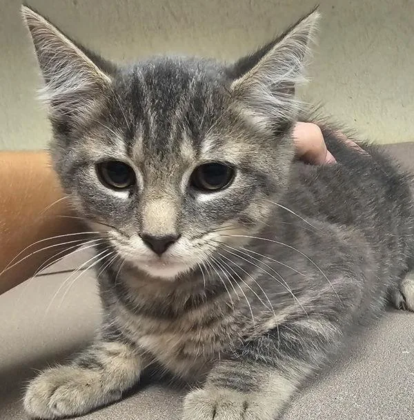 A baby small-sized female Domestic Short Hair cat named Quartz for adoption in Salisbury, MD