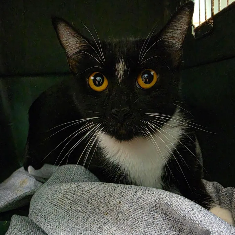 An adult medium-sized female Domestic Short Hair cat named Mandarin for adoption in Tacoma, WA