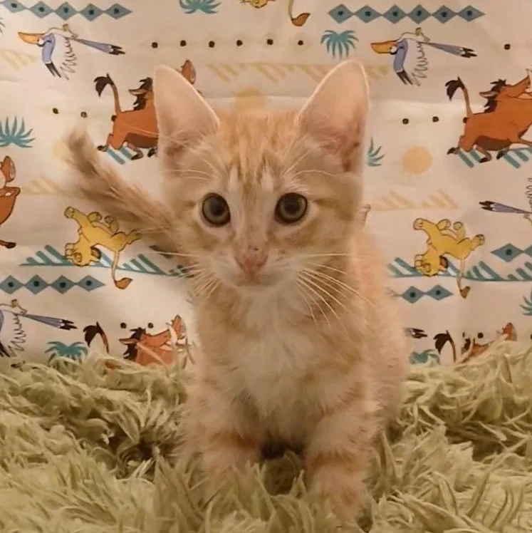 A baby small-sized male Orange & White Domestic Short Hair cat named Simba & Nala for adoption in HUNTINGTON BEACH, CA